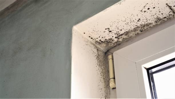 Best Mold Prevention Services  in Burr Ridge, IL